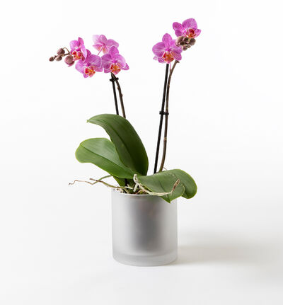 Lilla midi orkidé i frostet glasspotte